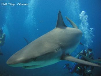 Bahamas trip on Aqua Cat - Shark feeding. I touched it af... by Talih Tinay 